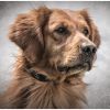 SportDog Yard Trainer 100S - YT-100S